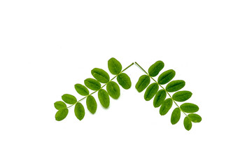 Wall Mural - Small branch of acacia with fresh leaves isolated on white background.