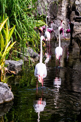 Flamingos birds standing and find food in the lake on summer.