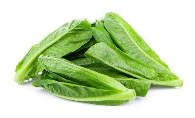 Wall Mural - fresh cos lettuce isolated on white background