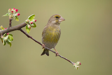 Wall Mural - Male european greenfinch, chloris chloris, sitting on twig with red flowers and facing camera. Songbird with brown and yellow feathers perching from front view with blurred background.