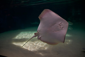 Wall Mural - Stingray, in the ocean