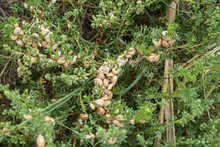 Artemisia Campestris Maritima Growing On Sand Dunes, Covered With Many Small Snails