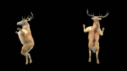 Wall Mural - deer dance cg fur 3d rendering animal realistic cgi vfx animation loop composition 3d mapping cartoo