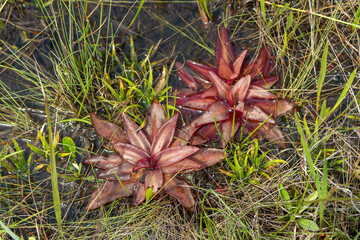  Pinguicula planifolia in Liberty County, Florida, USA