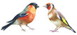 bullfinch and goldfinch watercolor birds on white. hand painted illustration