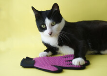 Portrait Black White Cat With Pink Pet Brush Glove On Yellow Background