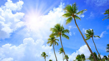 Coconut Palm Trees On Blue Sky With White Clouds And Sunlight.