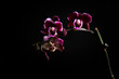 orchid plant on black background