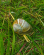 Snail in shell