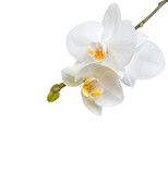Fototapeta Panele - Isolated white orchid
