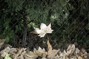 Wall Mural - Autumn leaves