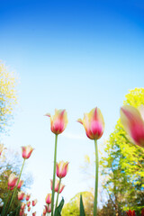 White and pink tulips on the background of blue sky and green grass close-up.