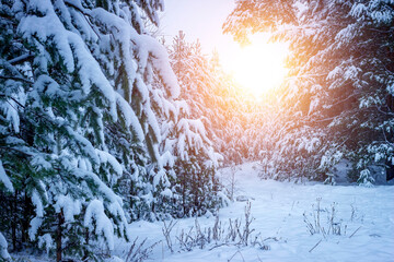 Beautiful winter landscape with snow covered trees.