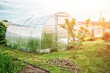 A polycarbonate greenhouse on a dacha plot on a Sunny day in spring