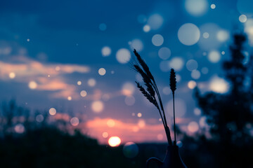 Wall Mural - wheat ears on sunset background with bokeh effect.