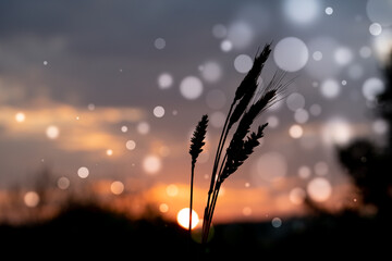 Sticker - Wheat ears on sunset background with bokeh effect.