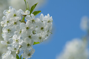 white flowers against blue sky