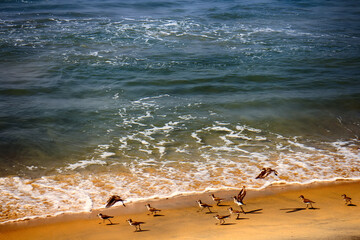 Wall Mural - Wader Sanderling (Crocethia alba) is inhabitant of tundra