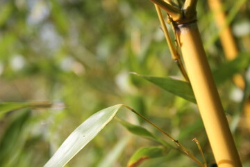 Bamboo background with green leaves and tropical branches defocussed behind with copy space 