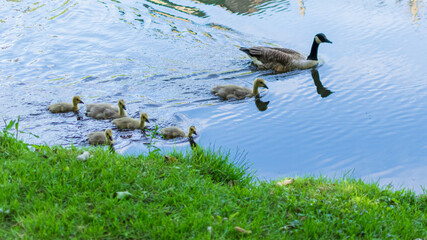 Wall Mural - canada goose family