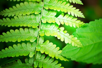 Green natural backdrop from green fresh leaves of fern plant growing in a park or garden.