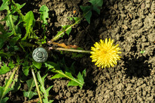 Electric Battery And Yellow Dandelion In The Wild, Top View
