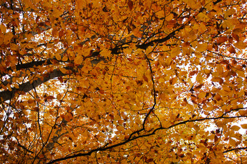 autumn and fall forest landscape in georgia.autumn color leaves and trees.