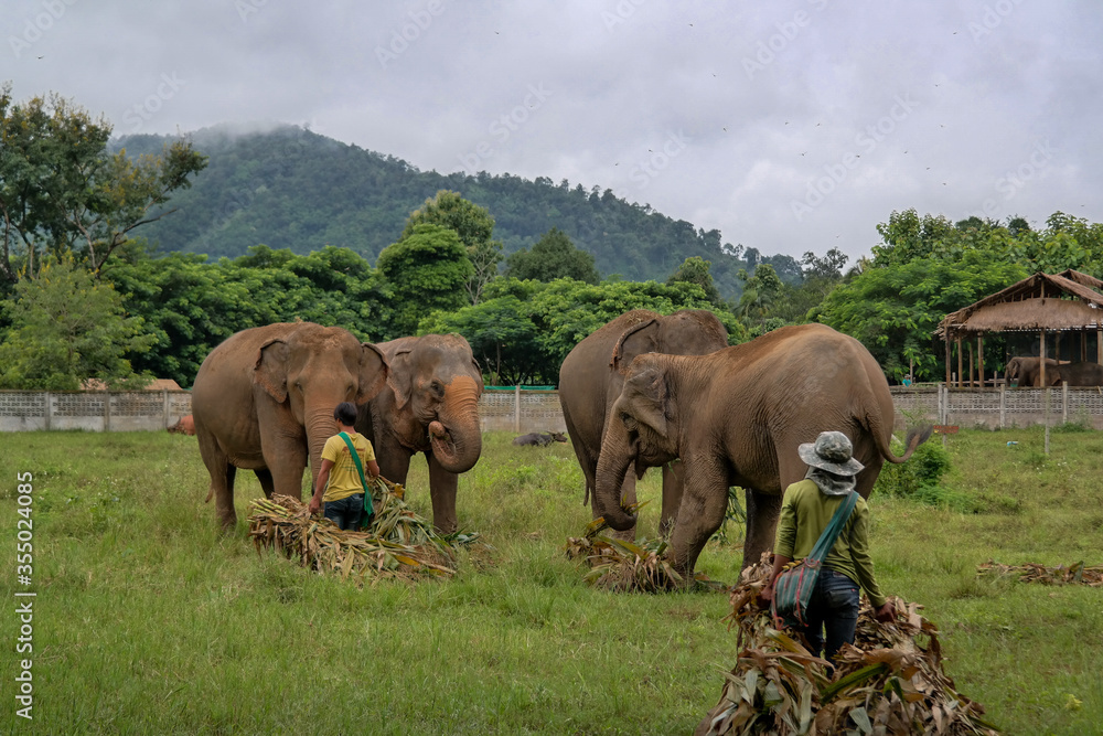 Opiekunowie wolontariusze zajmują się słoniami w parku naturalnym w Tajlandii w Azji - obrazy, fototapety, plakaty 