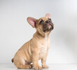 © baxys - Portrait of a french bulldog puppy on a white background.