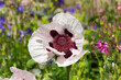 Close up of a white and purple oriental poppy, Papaver orientale or royal wedding