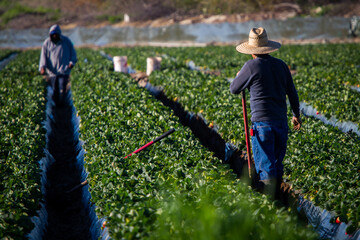 Strawberry field worker with shovel looking back at another field worker