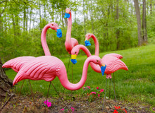 Pink Flamingoes, Not Social Distancing  But Wearing Homemade Masks