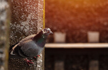 Pigeon Sits On A Concrete Beam Over The Railway At Sunset