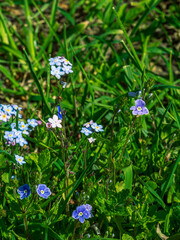 Small blue meadow flowers in green grass