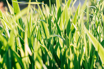 Green grass in the rays of the setting sun close up. Summer beautiful background. Selective focus with shallow depth of field