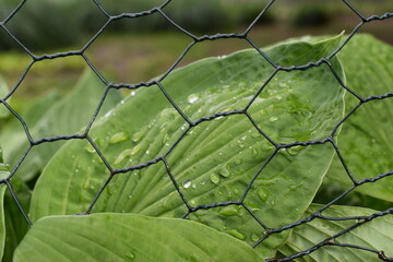 green grass in the garden