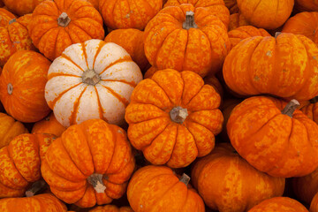 pumpkins for sale in autumn at a local farmers market in autumn