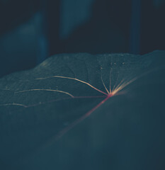 Closeup of green leaf texture; nature background