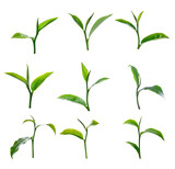 Fototapeta Mapy - Green tea leaf isolated on white background.
