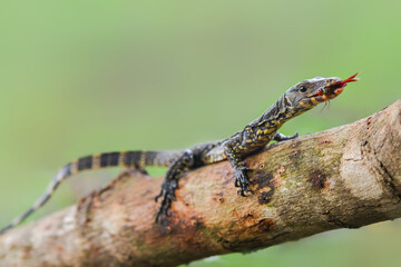 Wall Mural - Water monitor lizards in tropical gardens