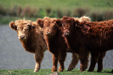 highland cow and calf in winter