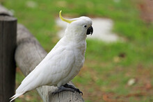 Australian Cockatoo - Sulphur Crested Cockatoo - Victoria, Australia