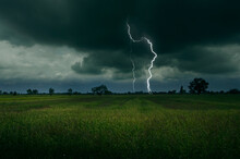Strong Lightning Over Harvesting Rice Field In Monsoon Season