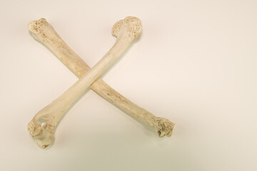 Two large bones on white