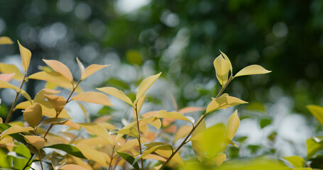 Poster - Autumn fall tree leave in the park