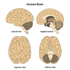 Poster - Anatomy of the human brain. Lateral, superior, inferior views and sagittal section. Vector illustration in flat style isolated on white background