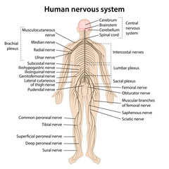 Wall Mural - Human nervous system with main parts labeled. Vector illustration in flat style isolated on white background.