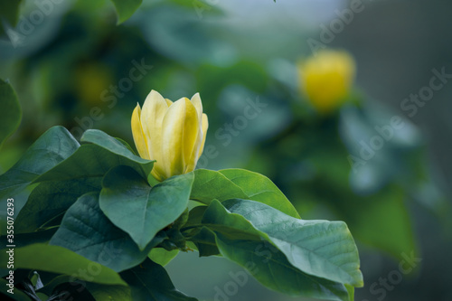 Yellow magnolias in the garden.