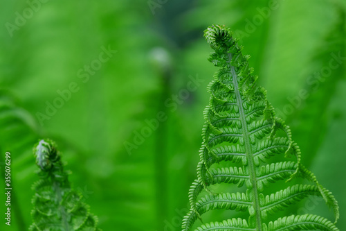 Beautiful fern leaves on a green background.
