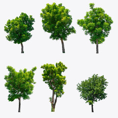 The collection of trees Isolated on white background